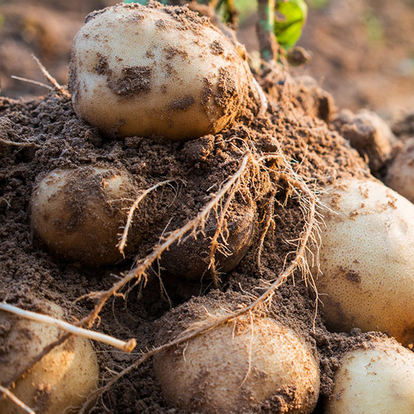 Potatoes sitting on the soil, portrait crop